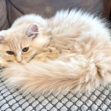 猫の『体調不良』を見極めるポイントは？猫たちが出す“しんどい”サイン6選