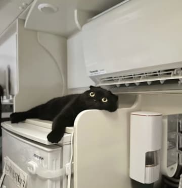「猫は本能で生きてるから最強」エアコン直下の『一等地』を独占するニャンコが賢すぎるとSNSで1日250万表示を記録。
