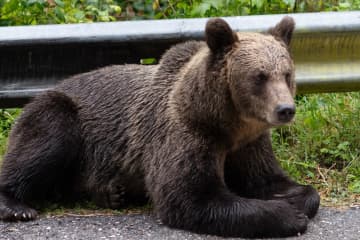 “クマは意味があって生きている” “里山を復活させるべきだ”『北海道ヒグマ対策室』に寄せられた “クレーム” にネットでコメント殺到中「そこまで言うなら現地行ってクマさんとお話しして、説得してくれ」「熊を殺すなという人達は自分の家族や友人が襲われて亡くなっても同じことを言うのかな。」