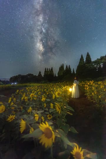 【大分】久住高原「くじゅう花公園」で5万本のひまわり鑑賞！夜は星空・ライトアップも満喫できるサマーフェスタ開催