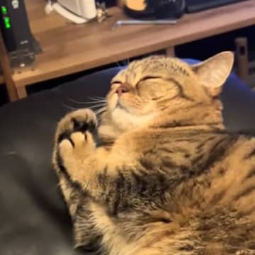 目を閉じて横になっている猫→『おてての動き』を見てみると…まさかの『可愛すぎる癖』が36万再生「寿司握っているみたい」「お願いしてるｗ」