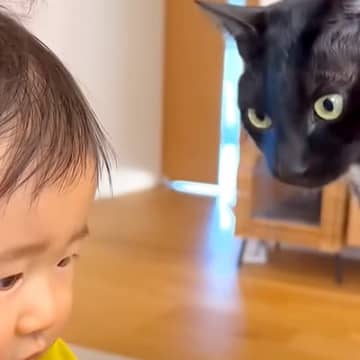 赤ちゃんのことが大好きな兄猫→『つかまり立ち』ができるようになったのを見た瞬間…まさかの『愛にあふれた行動』に「優しいお兄ちゃん」