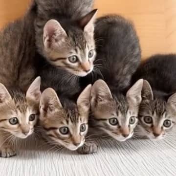5匹のキジトラ子猫のまえでおもちゃを動かしたら…心奪われる人が続出の光景に26万いいねの大反響「ヤバいたまらん」「いつまでも見てられる」