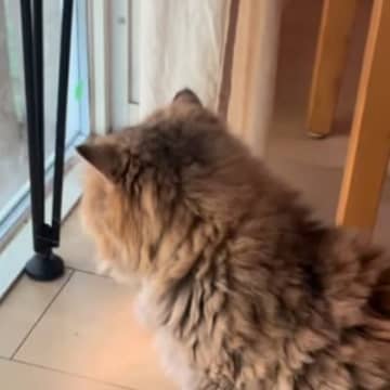 『10年間も鎖につながれていた猫』が保護されてから1年…現在の光景に涙が止まらないと128万再生「泣けてくる」「幸せになってほしい」