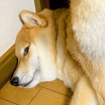 『散歩に行きたくない犬』VS『ハーネスをつけたい飼い主』→隅に追い詰めた結果…衝撃的な『抵抗の仕方』に1万いいね「笑ったｗ」「お尻ｗｗ」