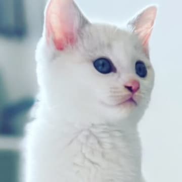 子猫時代は真っ白だったのに……成長したら？→完全に想定外な『変化』に「すっごい変わったｗ」「カッパで吹いたｗ」と爆笑する人が続出