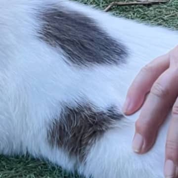 いきなり撫でられてムッとした猫→『大好きなママ』だと気づいた結果…絶妙すぎる表情に3万3000いいね「爆笑ｗｗｗ」「切ないね」