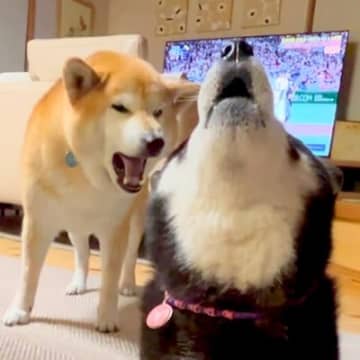 母犬にボールを奪われた息子犬→文句をタラタラ言って…あまりにも可愛い『親子喧嘩する光景』が9万再生の「最終的に合唱ｗ」「仲良しｗ」と反響
