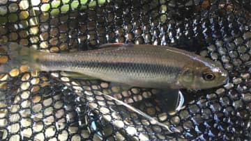 〈初心者の釣り〉“カワムツ”の生態／釣りシーズン／釣り方／仕掛け／食べ方【身近な川で輝く清流の宝石】