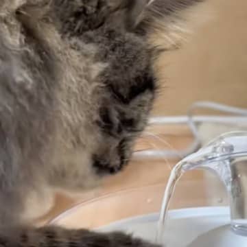 「初めましての飲み方すぎる」自動給水機で水を飲む猫を見てみると…あまりにもクセが強い様子に爆笑「餅つきくらいの速さｗ」と34万再生