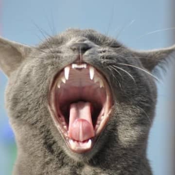 猫の『推定年齢』を知りたいときに見るべきポイント5選　歯や被毛の状態に歳があらわれる？