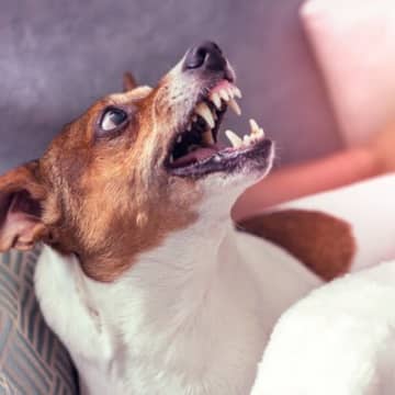 犬が『本気で嫌がっている』ときの態度や行動４つ　意外と気付きにくいサインも…？適切な接し方まで