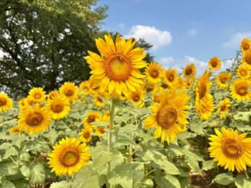 【春日部市】2万本超のひまわりの迷路でかくれんぼができちゃう？！夏限定の絶景「牛島古川公園（第二期）」