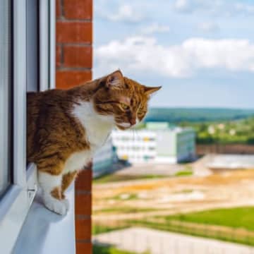 『フライングキャットシンドローム』とは？猫を危険にさらす症状や対処法を解説