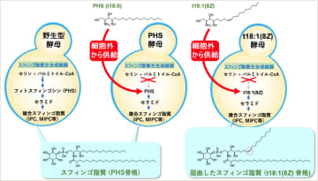 スフィンゴ脂質が「曲がる」と細胞はどうなる？