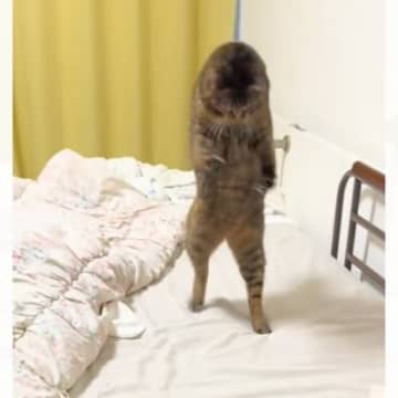 ヘアゴムで楽しそうに遊びまわる猫→『ベッドの下に落とした』次の瞬間…想定外の展開に爆笑の声「切り替えはやｗ」「立ち上がるのうけるｗ」