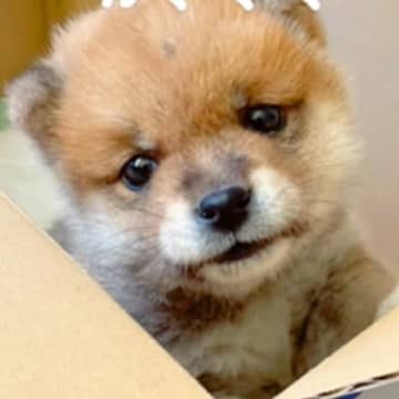 『手のひらサイズの赤ちゃん犬』が成長→豆柴だと思っていたら…予想と違った『まさかのビフォーアフター』に反響「通常柴で草」「かわいいｗ」