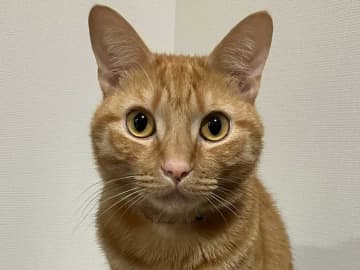 ギャップがすごい！？　普段と『提出用』の猫の違いに17万いいね！