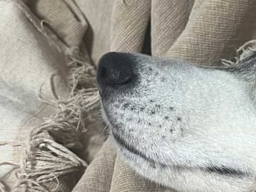 ソファーを見ると愛犬がいて…？　惨状に「笑った」「これは一種のアート」