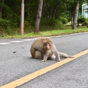 犬の散歩中にいる『危険な野生動物』3選　命に関わるリスクから飼い主が注意すべきことまで
