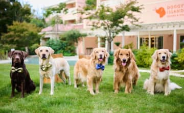 【犬連れ必見】千葉の『ドギーズアイランド』はなぜ「最後の楽園」と呼ばれる？日本最大級の施設と「犬ファースト」思想が異次元だった。