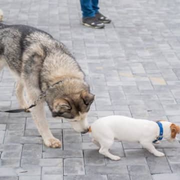 犬同士が『おしりを嗅ぎ合う』4つの理由　挨拶をしているって本当？確認していることとは