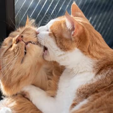 『猫のケンカ』が始まる原因4選　一緒に遊んでいたはずが…グルーミングの途中で…止めたほうがいい？