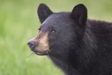クマが部屋に侵入⇒撃退したのは小さなポメラニアンだった。激ギレの理由が納得だわ？