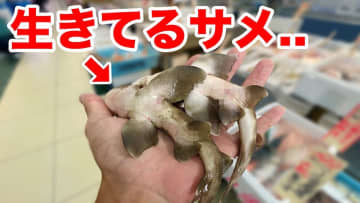 生き物系YouTuber、スーパーでもらったサメを飼育する動画がバズ　意外な可愛さに視聴者「癒されました」