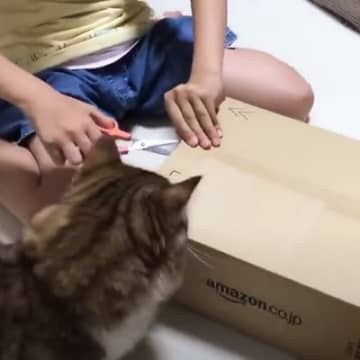 娘がダンボール箱を開封しようとしたら……猫がとった『まさかの行動』が467万再生の大反響「予想以上に全力で草」「めっちゃ可愛いｗ」