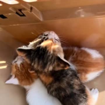 『畑の小屋にいた小さな子猫』を保護……里親さんのもとへ巣立つまでの軌跡に感動の声「本当にありがとう」「ずっと幸せでありますように」