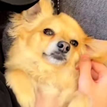 家に彼氏が遊びに来たら、想像以上に犬が懐いてしまい…完全に『自分の彼氏だ』と勘違いする光景が812万再生「勝ち誇った顔で草」「チラ見ｗ」