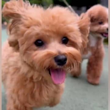散歩をしている犬2匹→途中でお母さんを見つけて…気付いた瞬間の『わかりやすい態度の違い』が11万再生「勢いすごいｗ」「ニコニコ可愛すぎ」