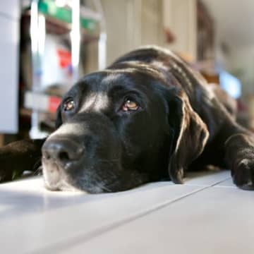 犬が『自信をなくす』飼い主の絶対NG行為4選　心が折れてしまったワンコはどんな行動みせるの？