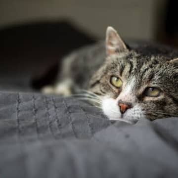 猫が死の間際で『飼い主さんに伝えたいラストメッセージ』5つ　つらくても、しっかり受け取って