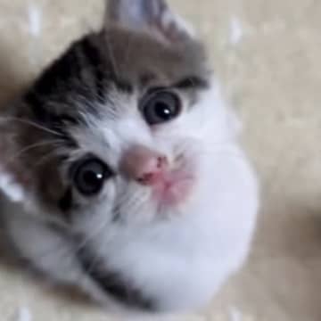 小さな子猫→一生懸命に飼い主さんを見上げていると…思わず涙が出るほど『可愛すぎる瞬間』が660万再生「一生守りたい」「たまらない」