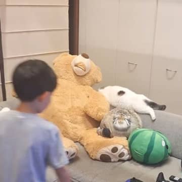 『次男』が現れると、ソファでくつろいでいたネコが…思わず笑っちゃう『反応』が12万再生「明らかに焦り感じてて笑う」「え？って感じｗ」