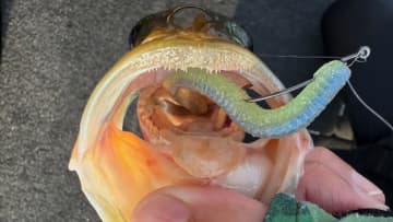 ベイト食いに強い新色！ 「ハスの色に似てるからかな？」カラーもサイズもベストマッチで、夏に最強です！