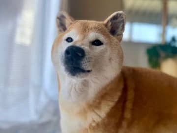 柴犬マロたん、後ろ足の毛がくるんくるん！先代わんこたちに守られていると感じた幸せな夢のお話
