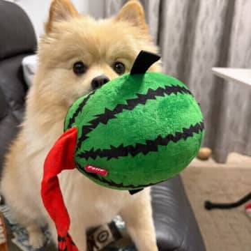 犬の「暑いよサイン」5選｜早めに気付いて熱中症から愛犬を守ろう