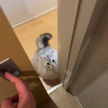 飼い主がお風呂から出るのを扉の前で待っている猫　健気な姿からわかる心理は？｜獣医師解説