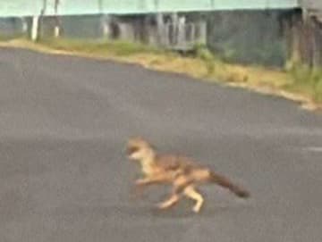 父「キツネの親子に遭遇！」→送られてきた写真を見ると...　〝ありえない生き物〟激写されてて11万人戦慄