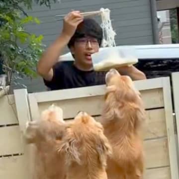 大型犬3頭が『流しそうめん』に挑戦した結果…まさかの『ハチャメチャすぎる光景』に爆笑続々「勢いすごいｗ」「ちょっとした滝行」と5万再生