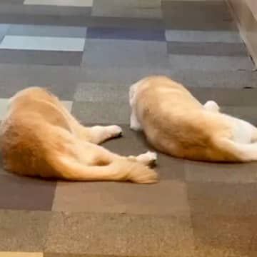 呼びかけに反応がないおじいちゃん犬→耳はほとんど聞こえていないはずが、声をかけると…『尊すぎる行動』に感動「愛おしい」「長生きしてね」