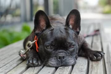 【愛犬の夏バテ対策】3位の「とりあえず家で様子を見た」、2位の「水分を多めに与えた」を抑え、1位となったのは？（エイト調べ）