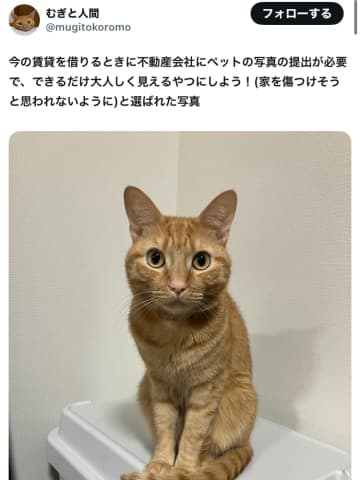 なぜ、この『ただの猫』の写真がSNSで「1000万回」も表示されたのか？不動産屋を唸らせる『信頼度MAX』の表情がこちら
