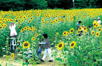 ヒマワリ15万本が見頃　埼玉・幸手の権現堂　桜の名所、黄色に染まる　高さ1.5メートルの大輪…来園者ら散策や記念撮影し楽しむ　入園・駐車場は無料　10日からは刈り取りと持ち帰り自由に
