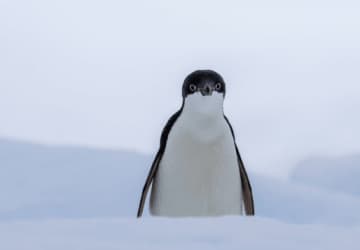 【悲報】Suicaのペンギン、実は『仲間をシャチの海に突き落とす』ヤバい奴だった。「かわいい顔してやることえぐい」とSNS騒然。