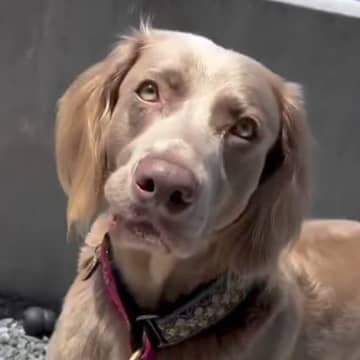 『ママ、はやく来て！』大型犬が急いで呼んできたので、着いて行った結果…可愛すぎる『まさかの理由』に反響「いい話」「言われてみればｗ」