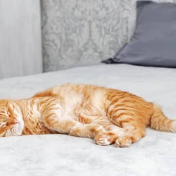 猫の『寝相』からわかる性格の傾向4選　アンモニャイト、ヘソ天…あなたの猫はどのタイプ？